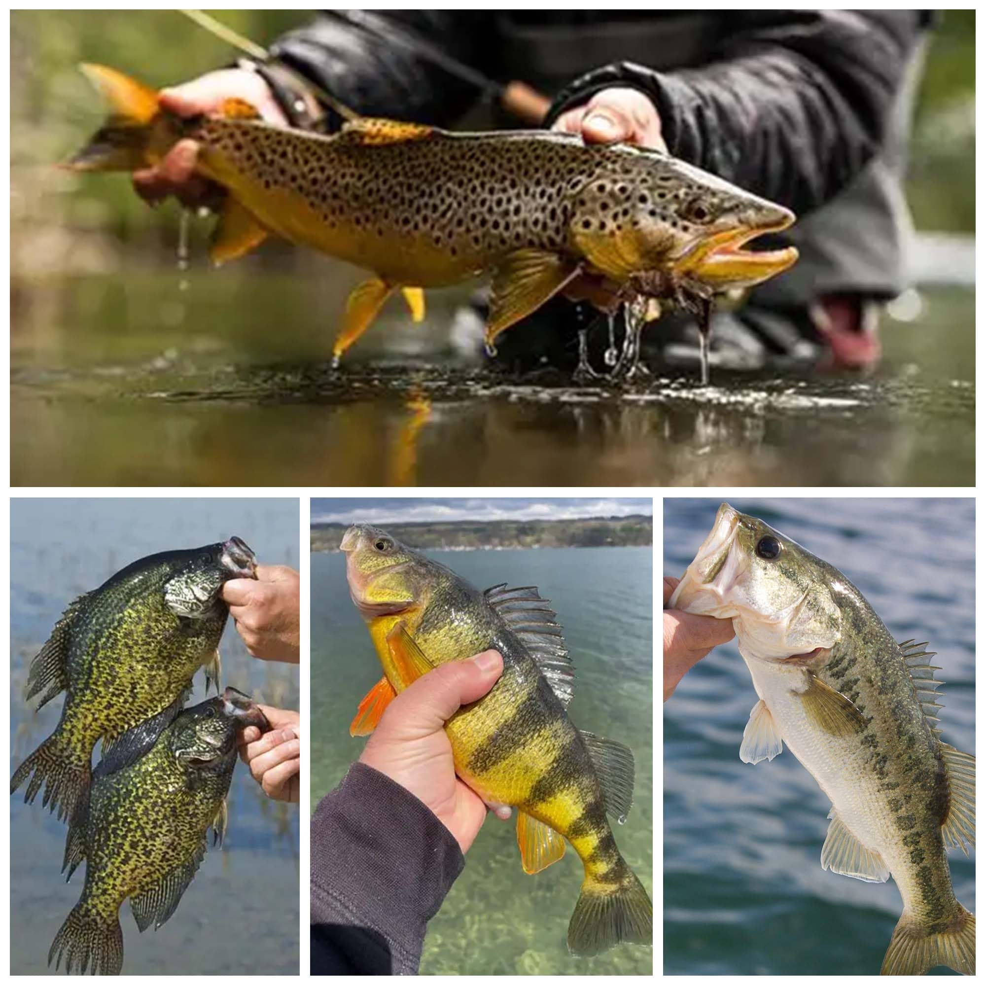 diy fly fishing lures 100pcs Tying Jig Heads Kit, Jig Heads for Fly for Trout Crappie Lure Making Kit 1/64oz 1/35oz 1/16oz : Sports & Outdoors Bamboo Pole vs Fiberglass Color:Sandeel (Olive/White) aquarium furniture