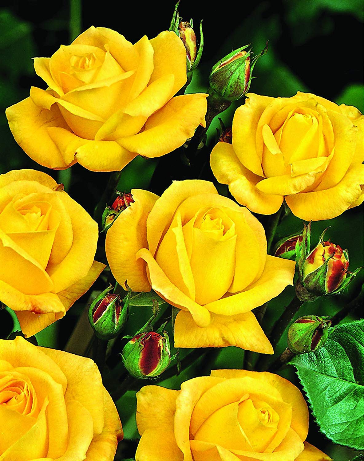 GreenBrokers ARTHUR BELL BUSH ROSE 3.5 LITRE With Gift Wrap, BRIGHT YELLOW
