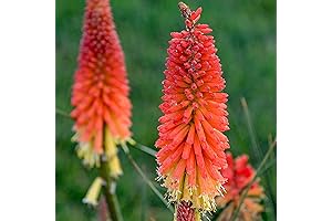 QAUZUY GARDEN 100 Red Hot Poker Seeds Kniphofia Heirloom Ornamental Flowers Fast Growing