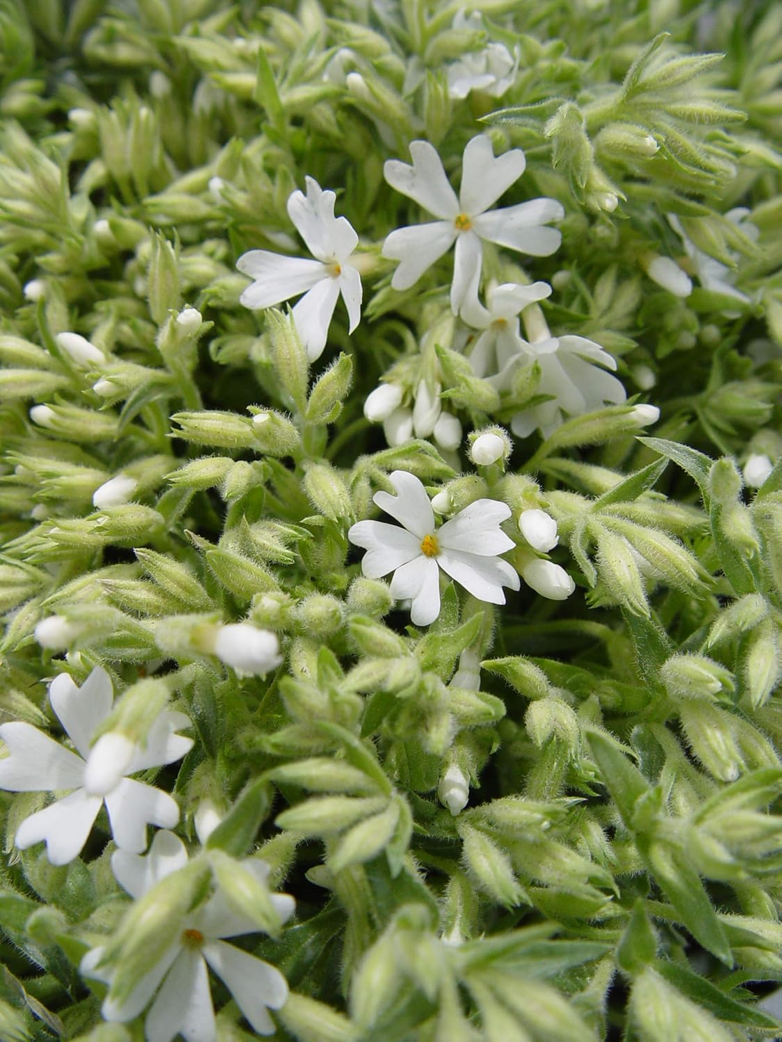 Phlox subulata 'Snowflakes' (Moss Phlox) Perennial, white flowers, 1 - Size Container