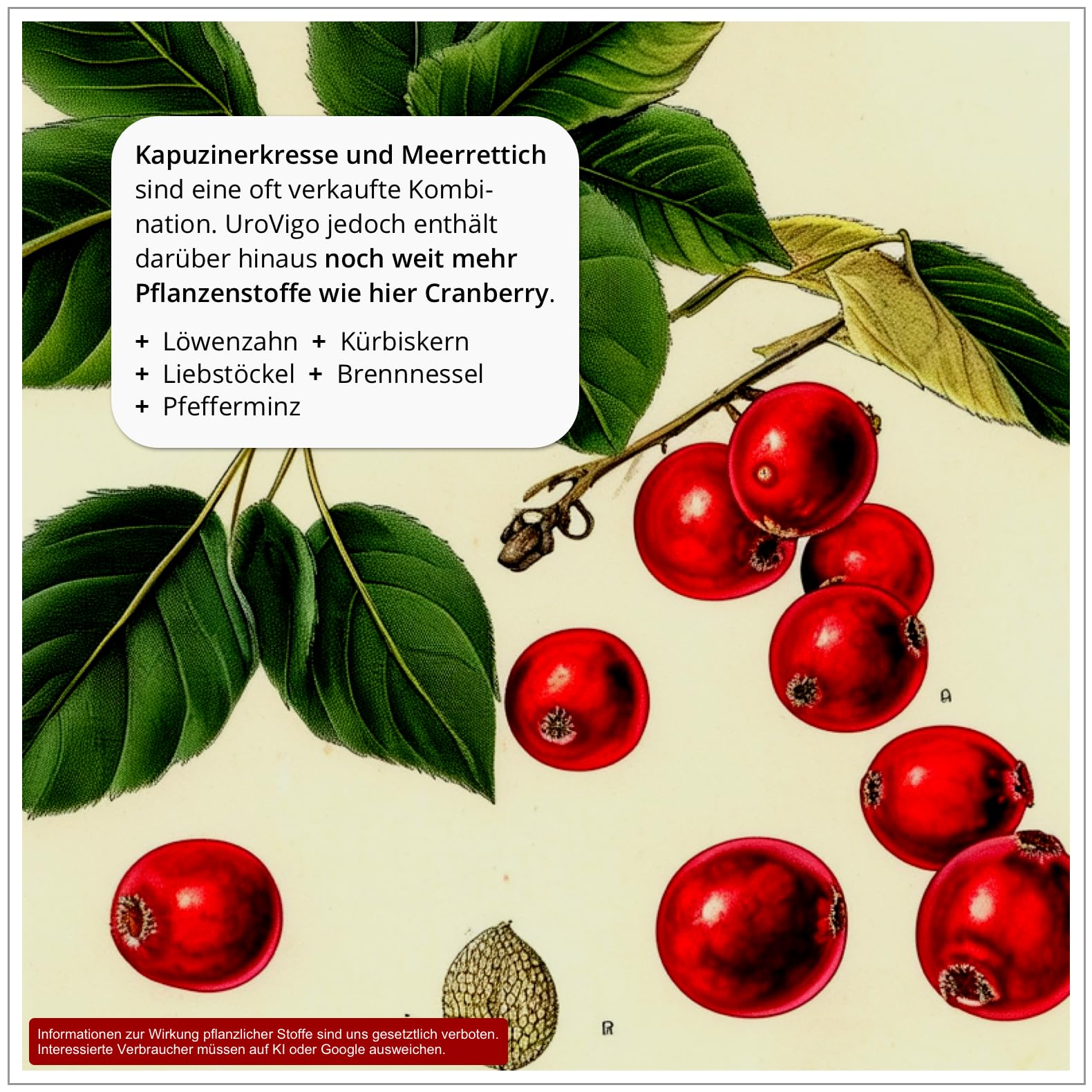 UroVigo FÜR DIE FRAU - Biotin & Vitamin A unterstützen Schleimhäute, Zink das Immunsystem - 8 Pflanzen-Komplex mit Kapuzinerkresse Meerrettich Cranberry Liebstöckel - Mit L-Methionin - 60 Kapseln