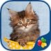 Cute Cats - Real Cat and Kitten Picture Jigsaw Puzzles Games for Kids