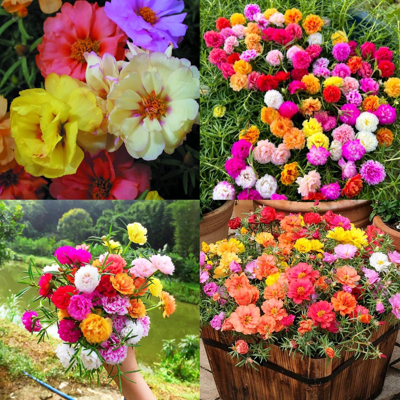 Moss rose live plant all colours (Pack of 1 Live plant) : Amazon