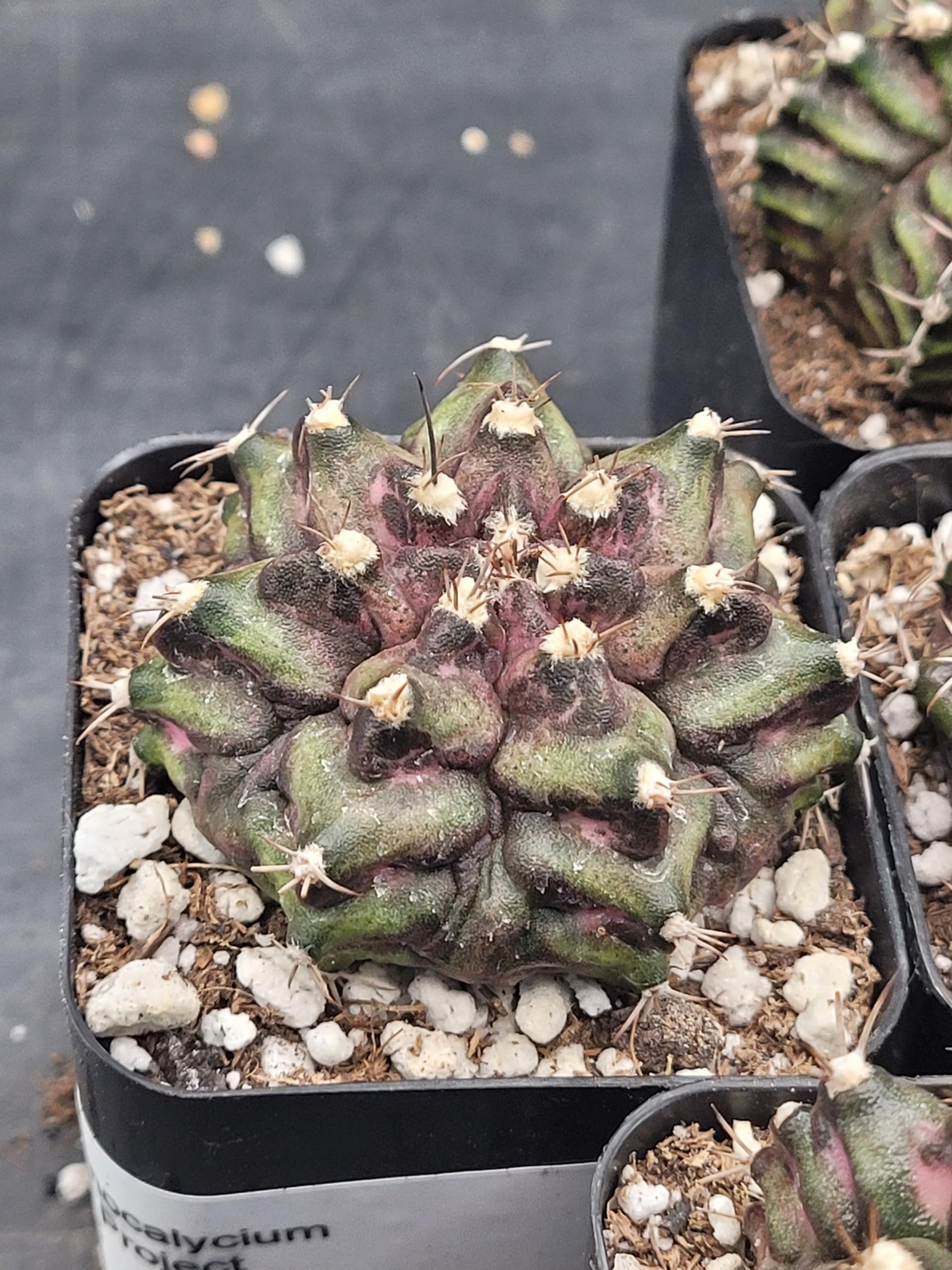 Amazon.com : Gymnocalycium Mihanovichii TRex Cactus, Rare Clone (2 inch  Pot) : Patio, Lawn & Garden