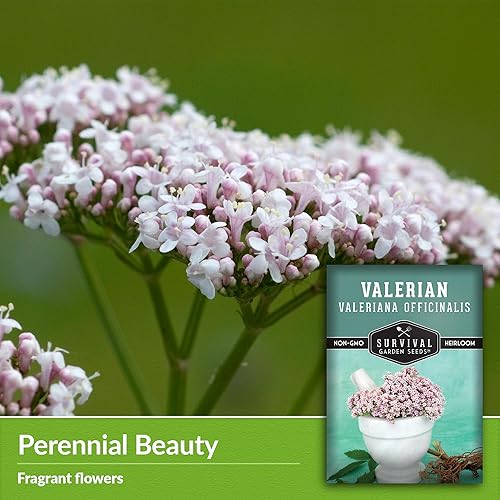 Miniatura 3 de Semillas de valeriana para plantar, 1 paquete con instrucciones para plantar y cultivar hierba medicinal Valeriana Officinalis en el jardín de