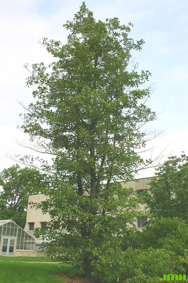 Black Alder Tree Seeds 11 Pack