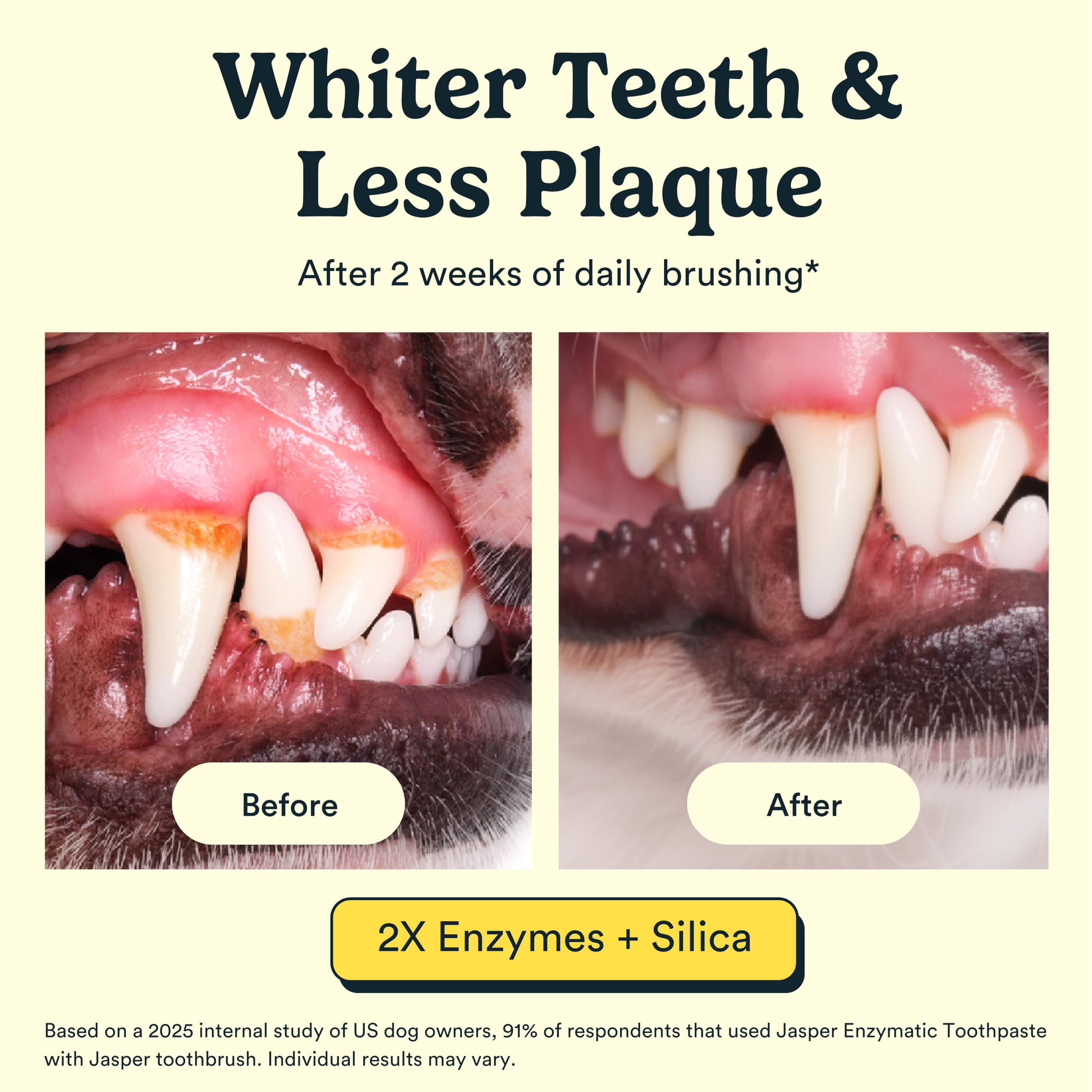 Jasper Dog Tooth Brushing Kit and Dog Toothpaste Kit with Dog Toothbrush Enzymatic, Plaque Remover Imporves Bad Breath Natural Pet Toothpaste Dog Toothbrush and Toothpaste 2 oz Bacon Flavor - image 4