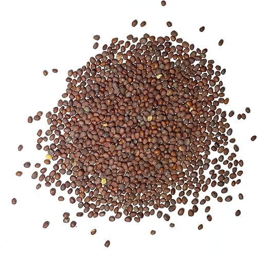 Miniatura 7 de Seed Needs Semillas de rábano para plantar rábanos sandía, reliquia sin OMG y sin tratar, cultiva un huerto cultivado en casa, cultivos para clima