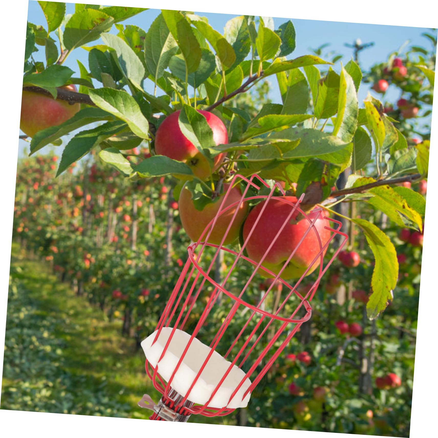 1set Raccoglitore Frutta Telescopico Attrezzo Da Giardino Acciaio Inossidabile Strumento Per Raccolta Frutta Senza Scala Sezioni Per Orticoltura e Rosso Argento