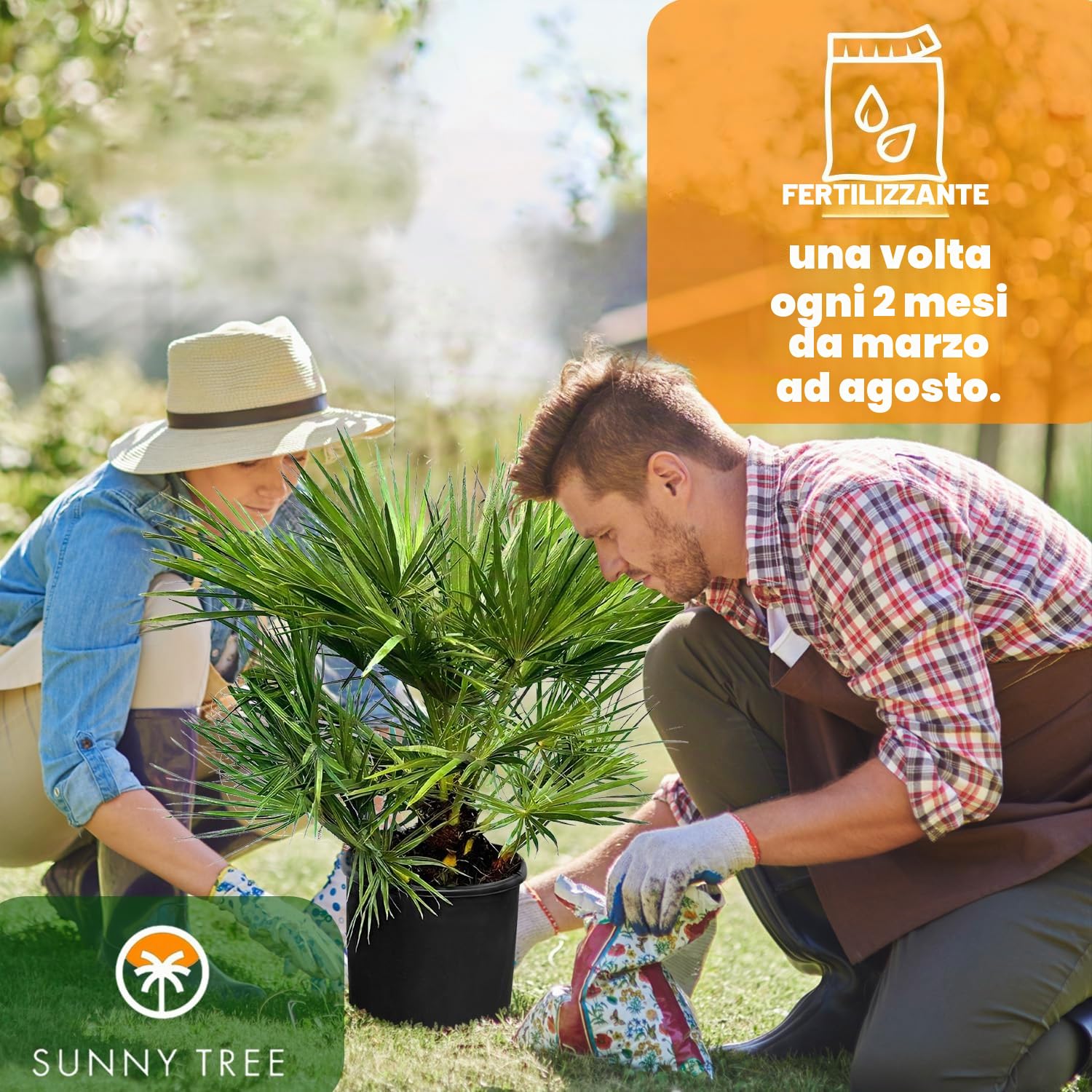 Chamaerops Humilis – Palma nana europea – Sempreverde palma resistente all'inverno – 80 cm di altezza con vaso