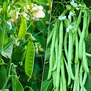 80+ Stringless Green Pod Bush Bean Seeds and Snowbird Pea Seeds - Individual Pack Bean Seeds for Planting Backyard or Garden