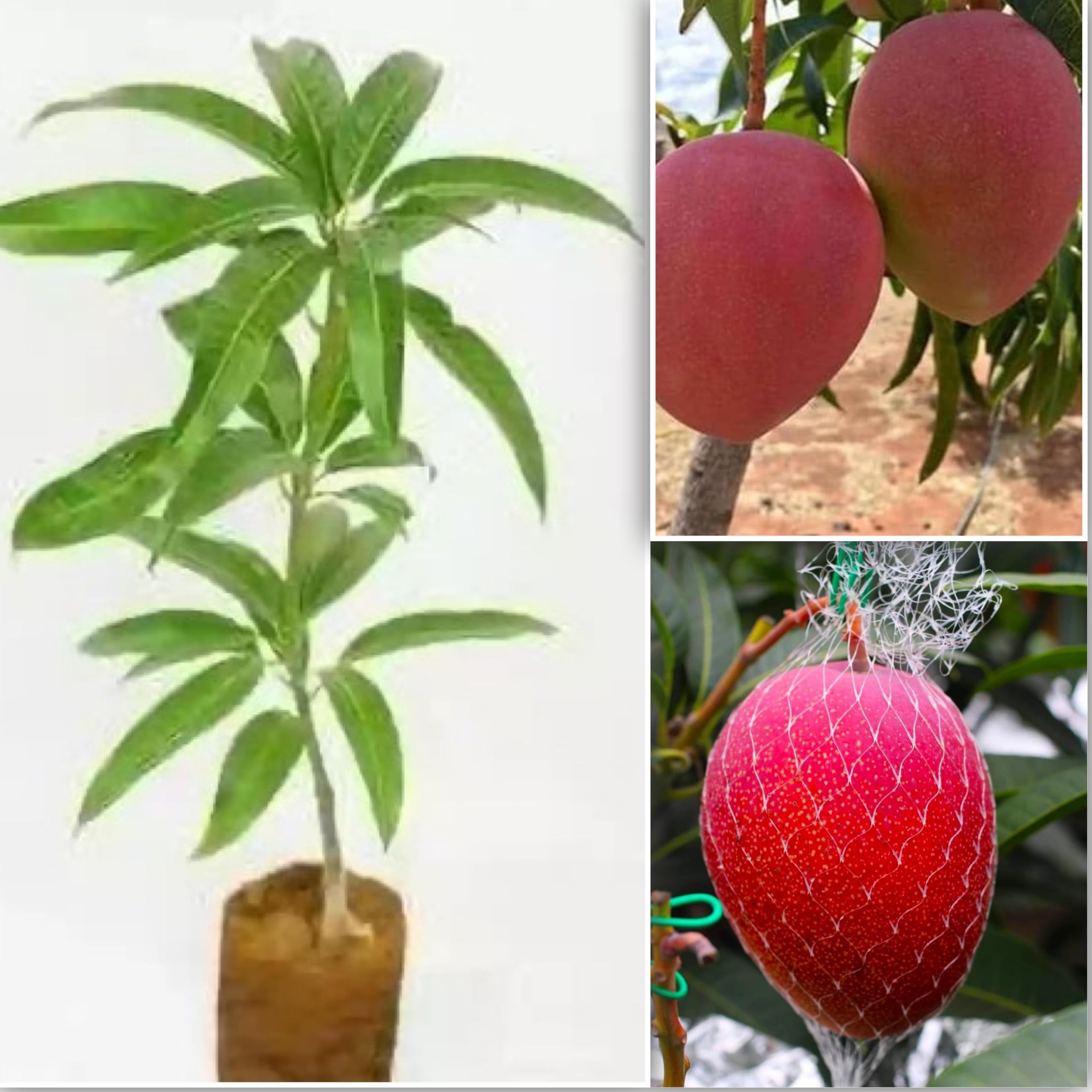 Red Original Miyazaki Mango Plant Miyazaki Mango Plant Original Rare Grafted Live Fruit Plant Type-Taiyo No Tamago Eggs Of Sun (B0D5WRWZ7F) Amazon Price History, Amazon Price Tracker