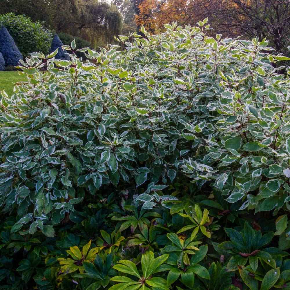 Cornus alba Ivory Halo Easy to Grow Your Own 9cm Pot x 1x by Thompson and Morgan (1)