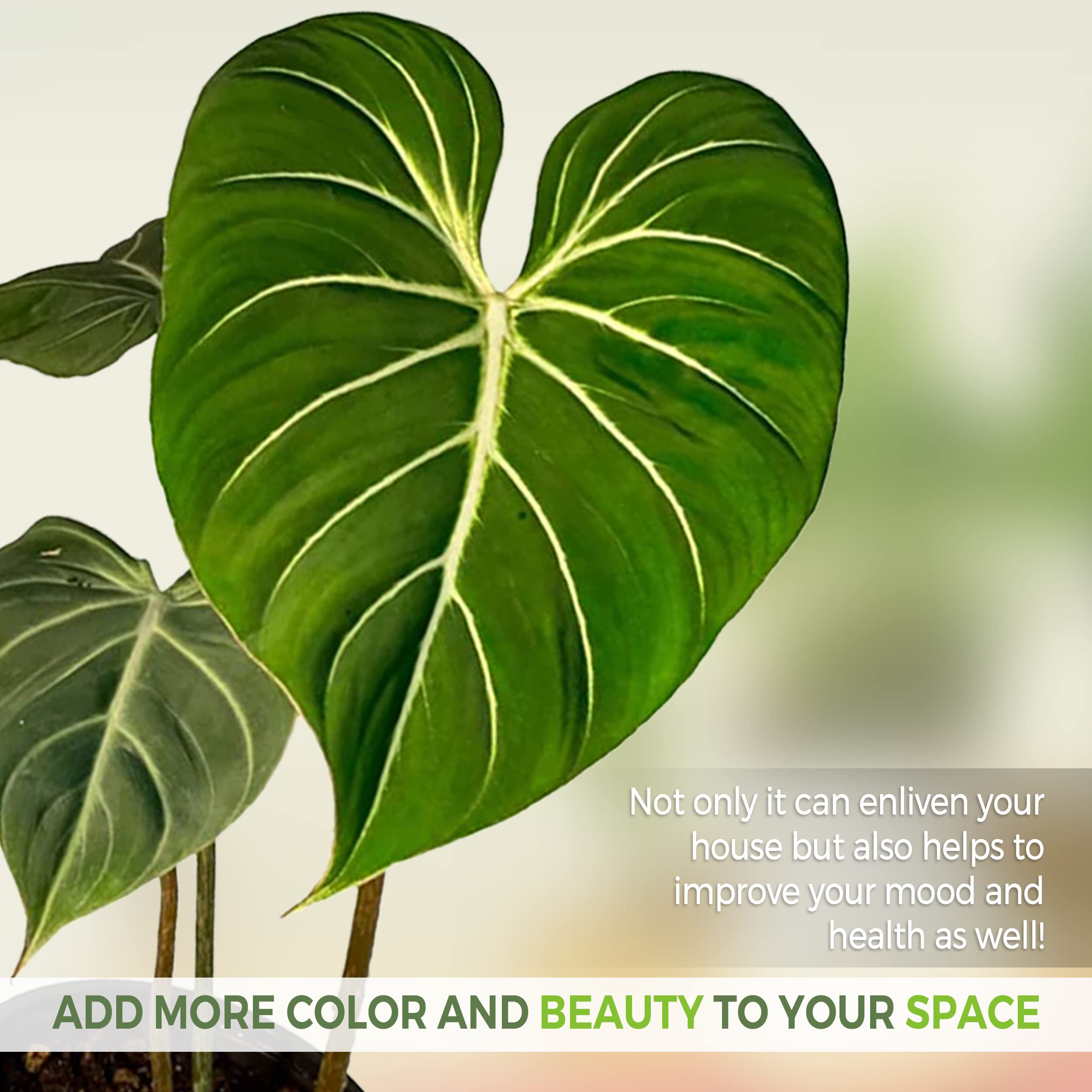 scalprum plant Buy Alocasia Scalprum Variegated main image 0