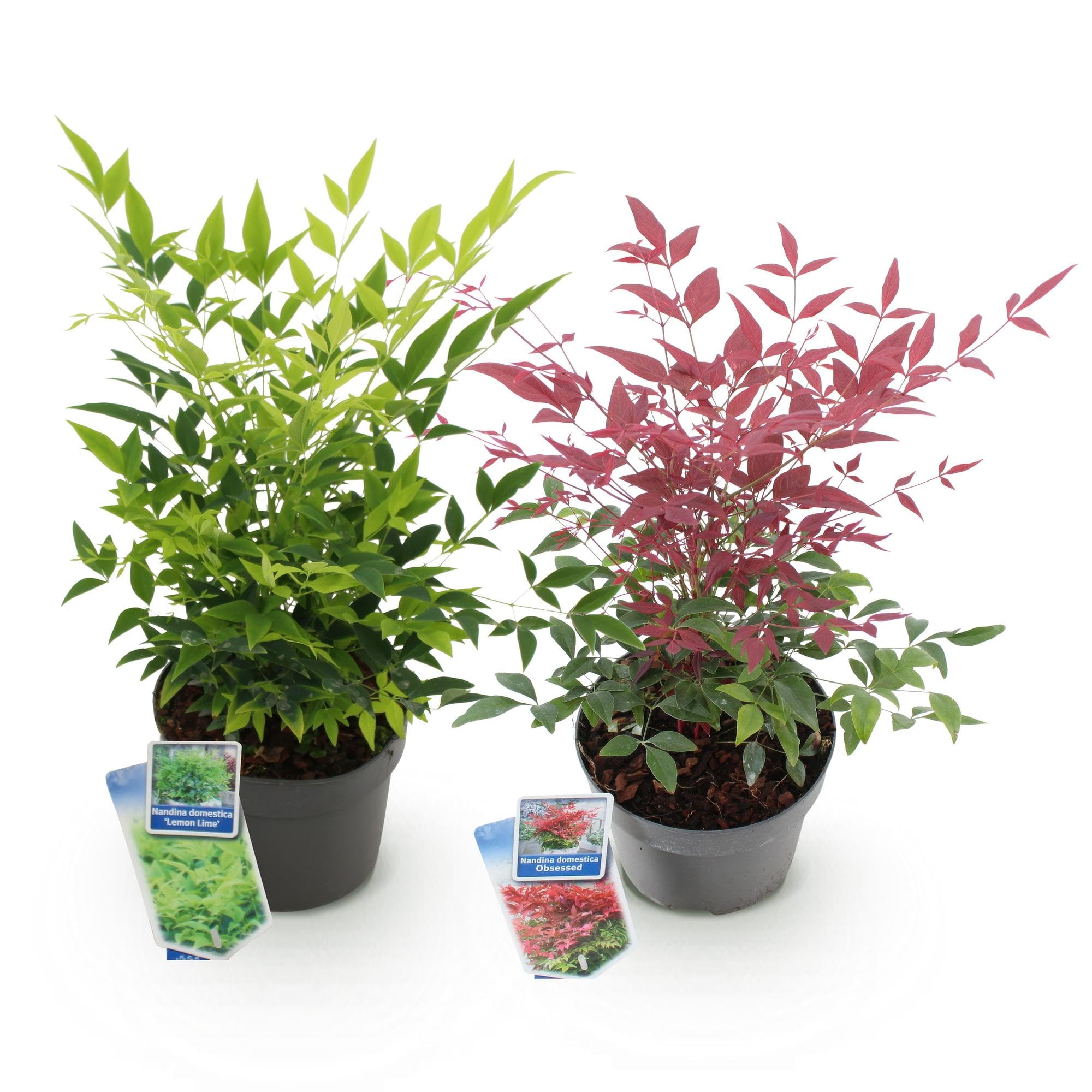 Bambus Nandina Duo – żółty i czerwony – 2 rośliny – wiecznie zielony – łatwy w pielęgnacji – 17 cm, wysokość 45 cm