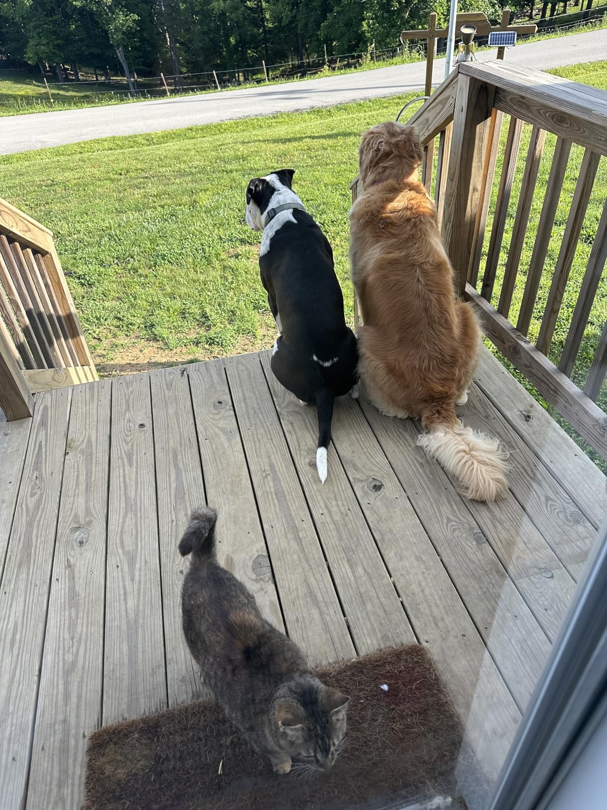 Blue Buffalo Life Protection Formula Adult Dry Dog Food, Chicken & Brown Rice Recipe, Made with Natural Ingredients, Helps Build and Maintain Strong Muscles, 15-lb. Bag photo review