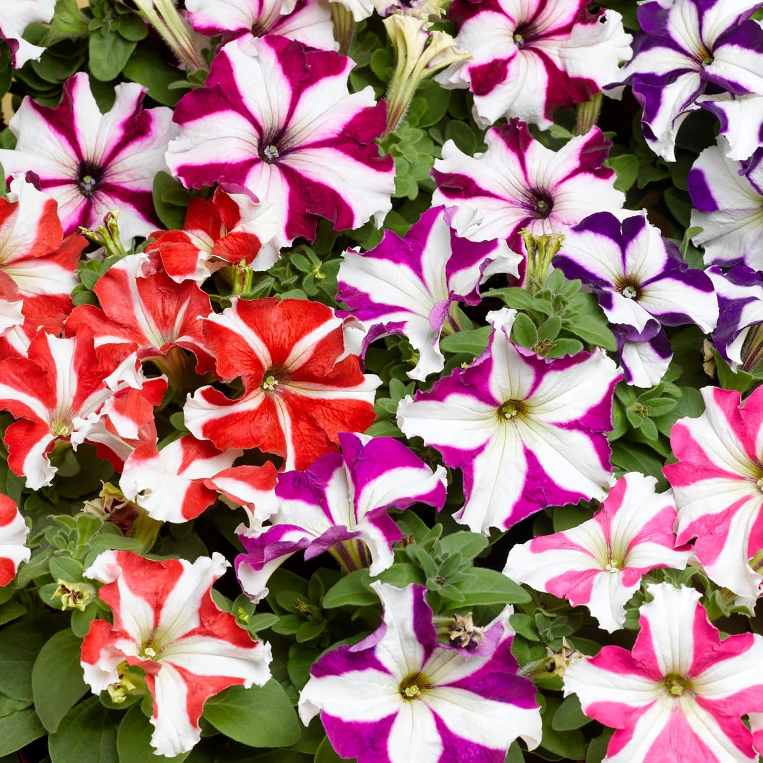 Amazon.com : 100Pcs Petunia Multiflora Seeds Mixed for Planting Star ...