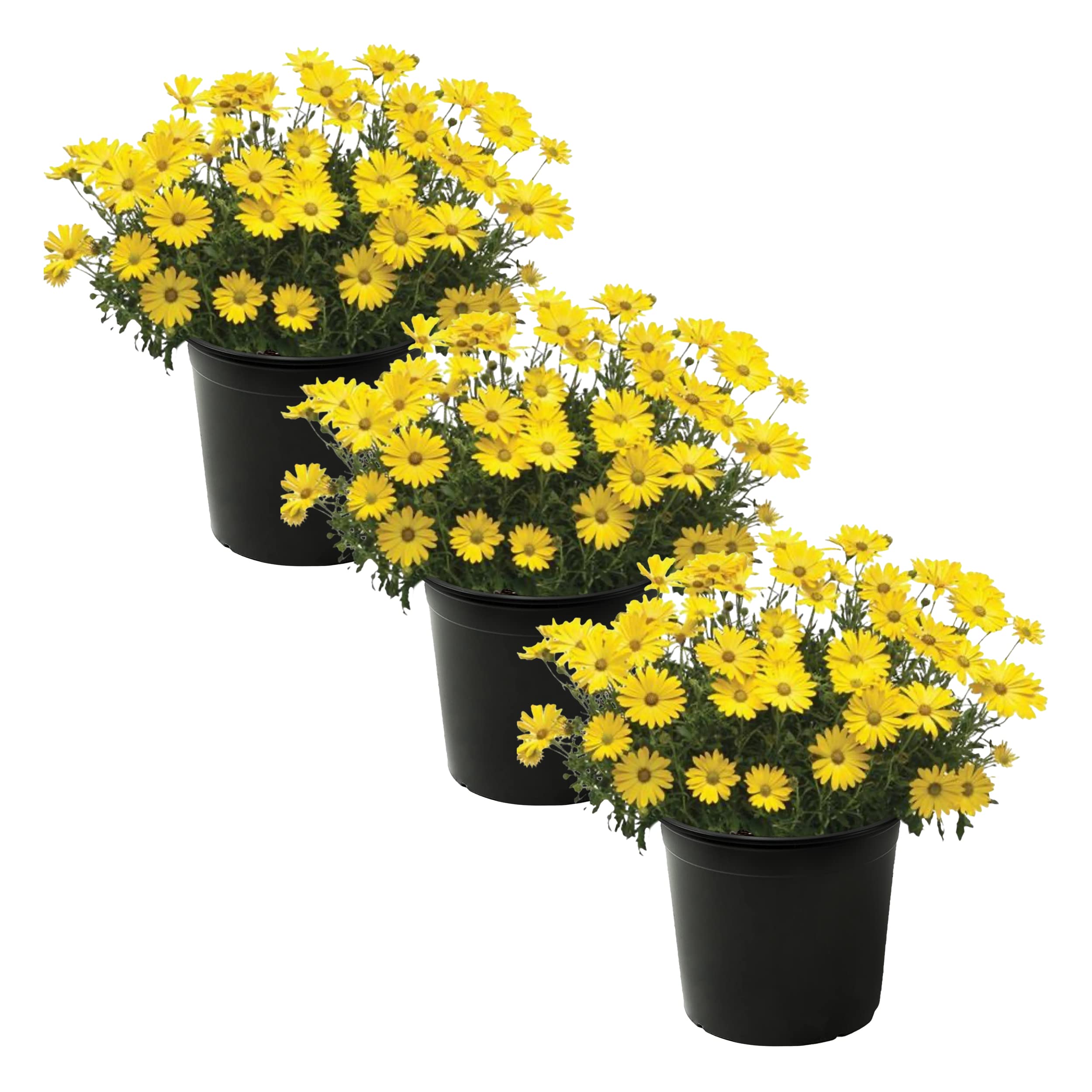 Live Flowering Osteospermum Plant Yellow 3 Pack