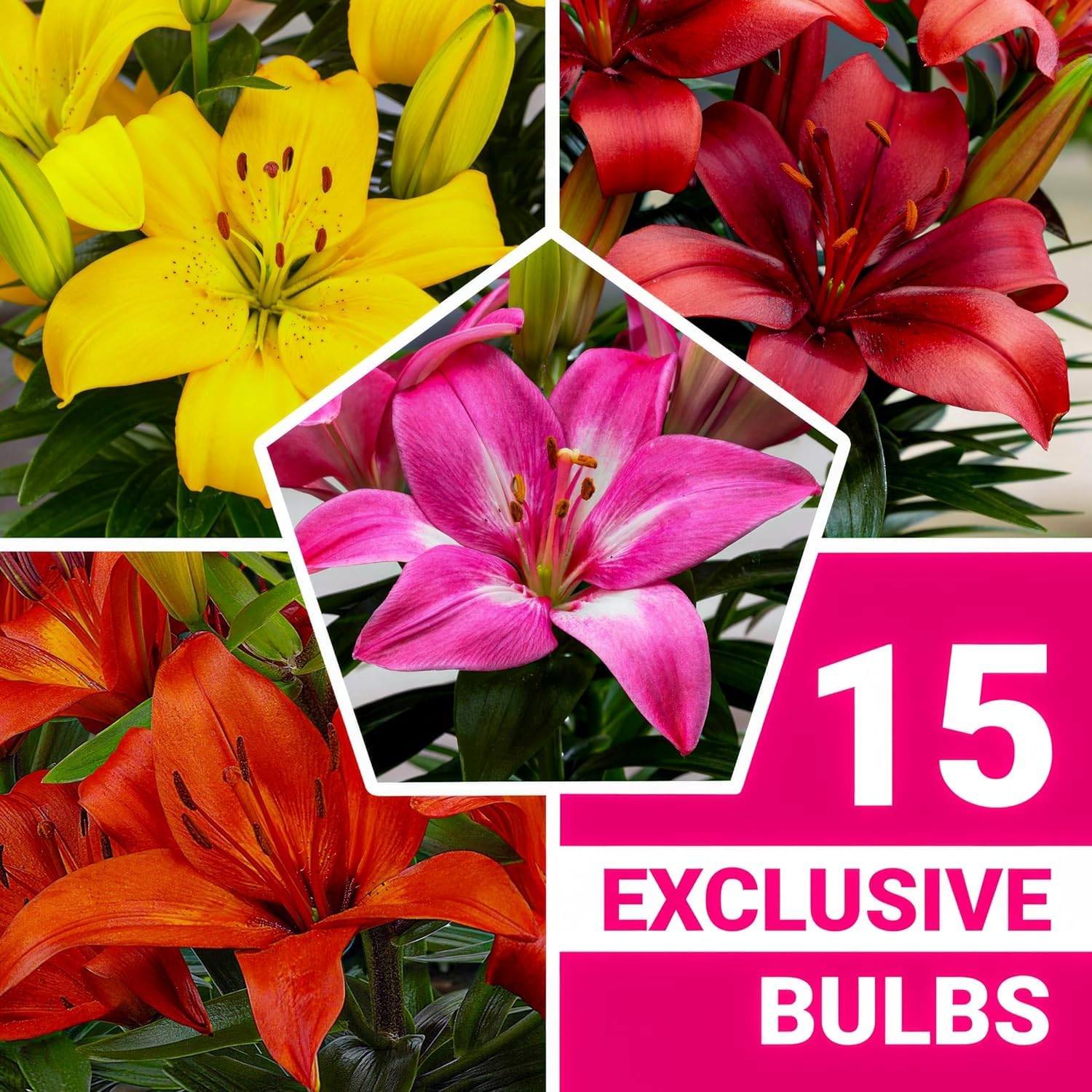 Colección de 15 bulbos de lirio de jardín Matrix, mezcla de 5 variedades, 3 de cada color, bulbos de flores perennes y resistentes al invierno, mezcla de Holanda para jardín y maceta