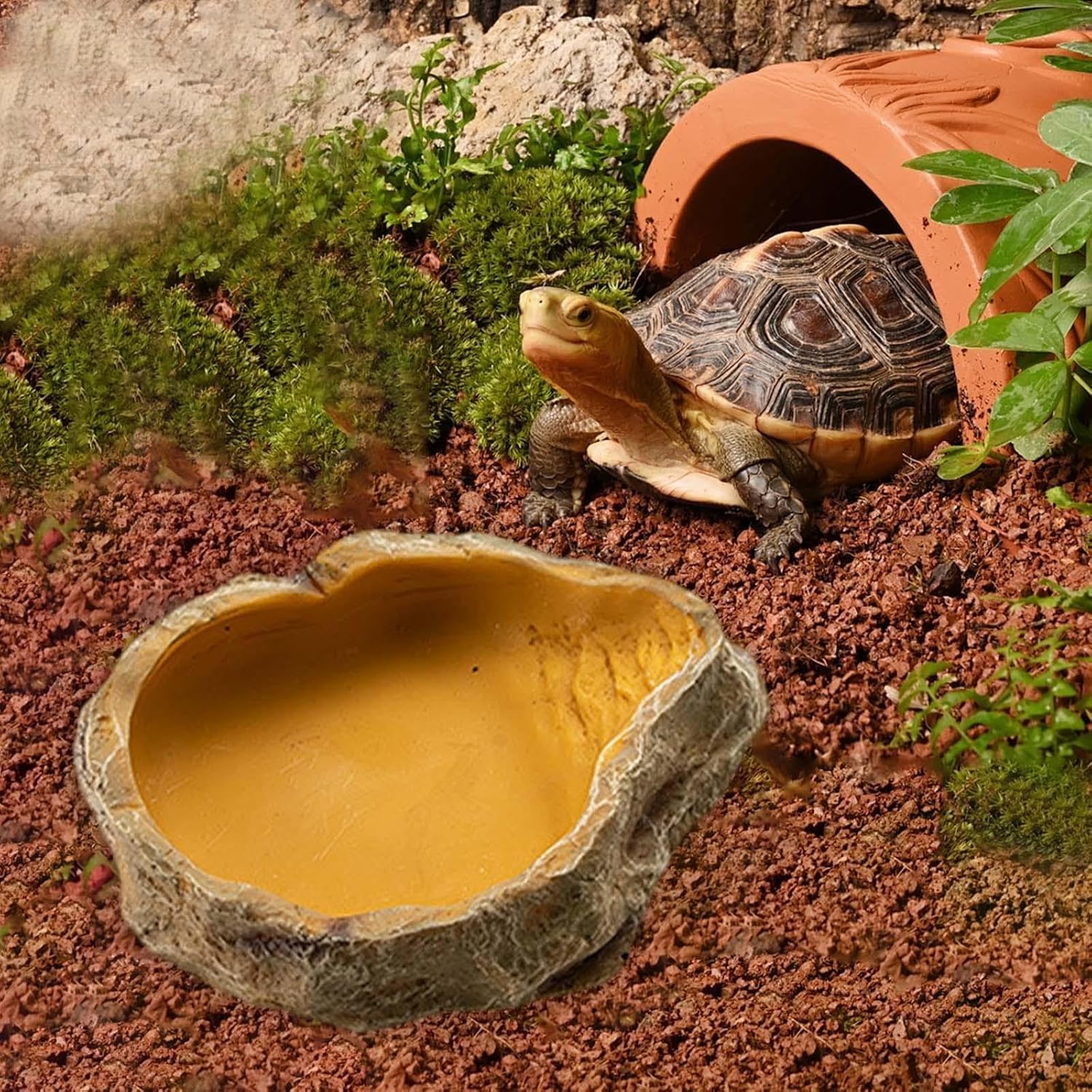 Bol À Eau Pour Terrarium, Accessoire Pour Tortues, Reptiles, Serpent, Gecko, Nourriture
