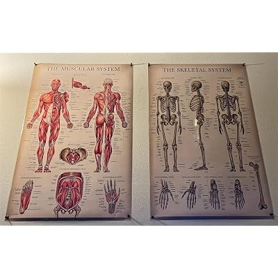 Buy Palace Learning Vintage Muscular & Skeletal System Anatomical Chart ...