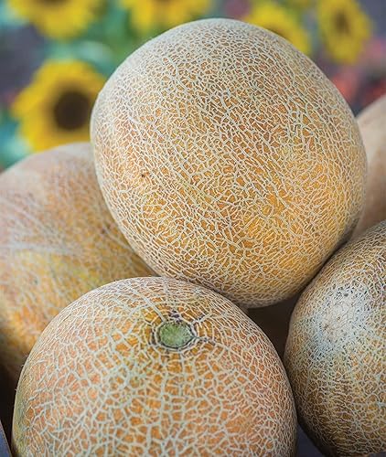 Semillas de melón Ambrosia Cantaloupe para plantar (10 semillas)