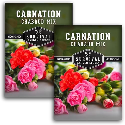 Miniatura 10 de Chabaud Mix Semilla de clavel para plantar, 1 paquete con instrucciones para plantar y cultivar Dianthus Caryophyllus colorido en el jardín de