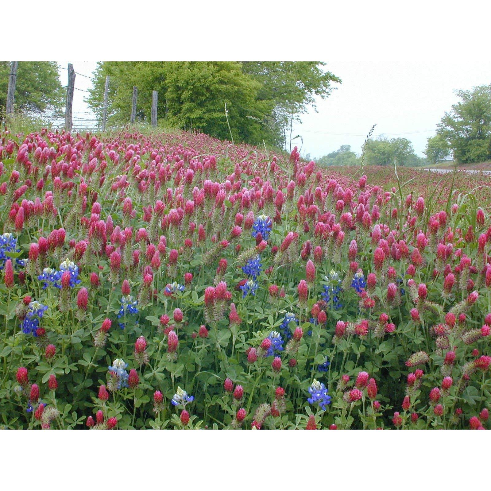 Amazon.com : Dixie Crimson Clover Seeds (5,000 Seed Package