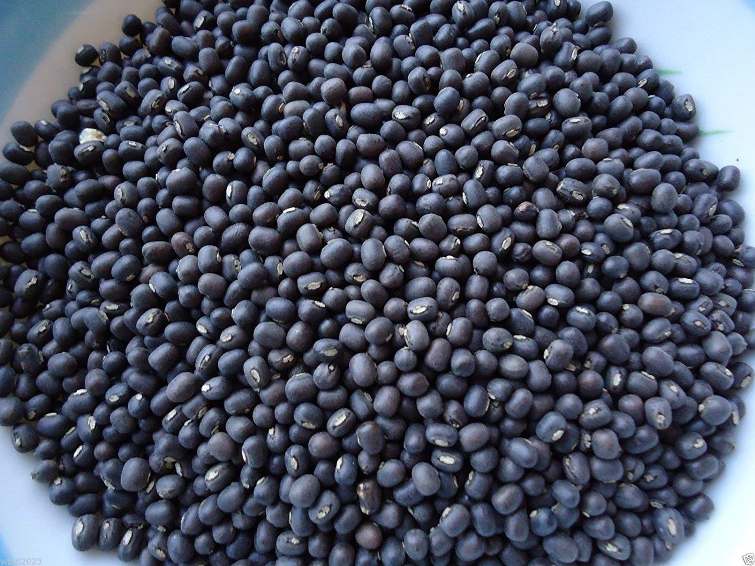 500 Seeds - Black Mung Bean,(Vigna mungo) For Growing, Sprouting, Or Food- Organic Untreated