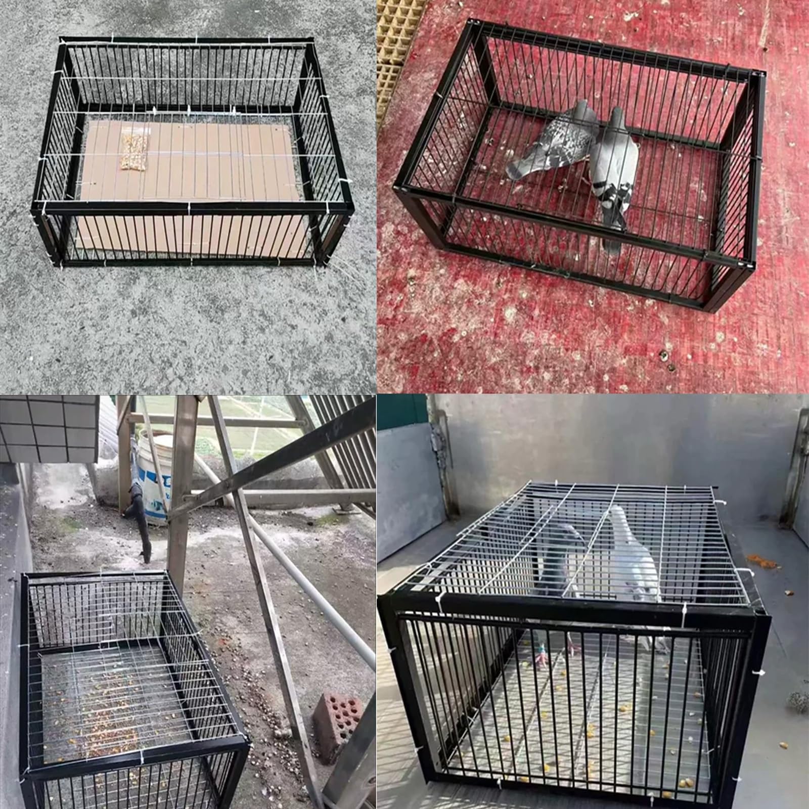 Trampa para Pájaros Jaula Trampa 2CM Distancia cifrada con tragaluz Trampa para Animales Diseño antiescape Fácil de Montar, Apto para Patios, Granjas y Parques(60x60x26cm)
