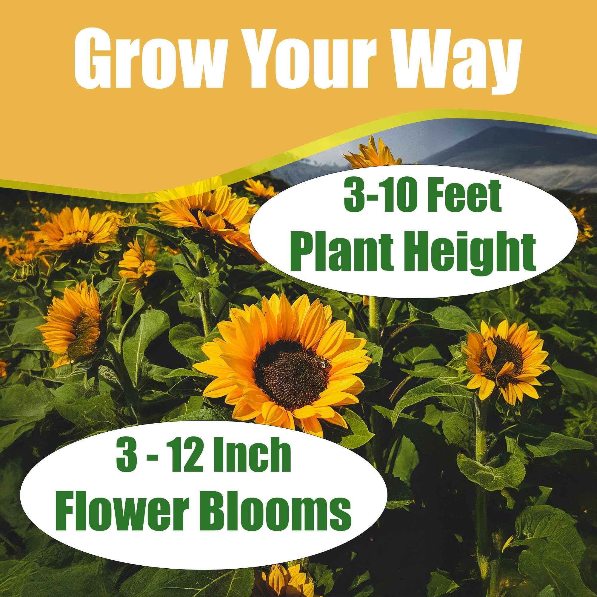 Amazon.com : Park Seed ProCut Horizon Sunflower Seeds – Fast