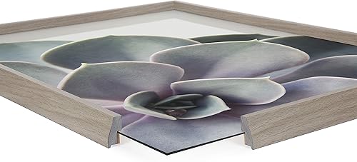 Miniatura 7 de Kate and Laurel Blake Succulent - Arte de pared de vidrio impreso con 5 marcos por Emiko y Mark Franzen de F2Images, 18 x 24 pulgadas, color gris,