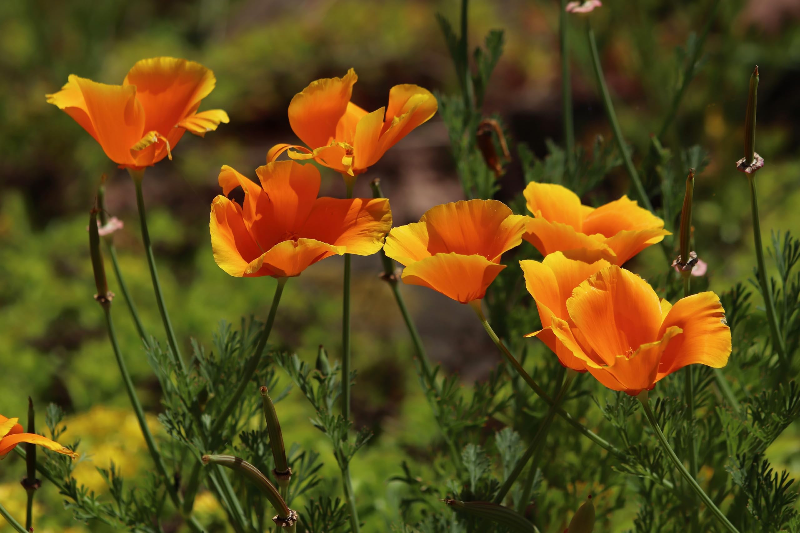 Goldmohn (Eschscholzia californica) Samen. Kalifornischer Mohn, Goldbecher. Heilpflanze (20000 Samen = 26,0g)