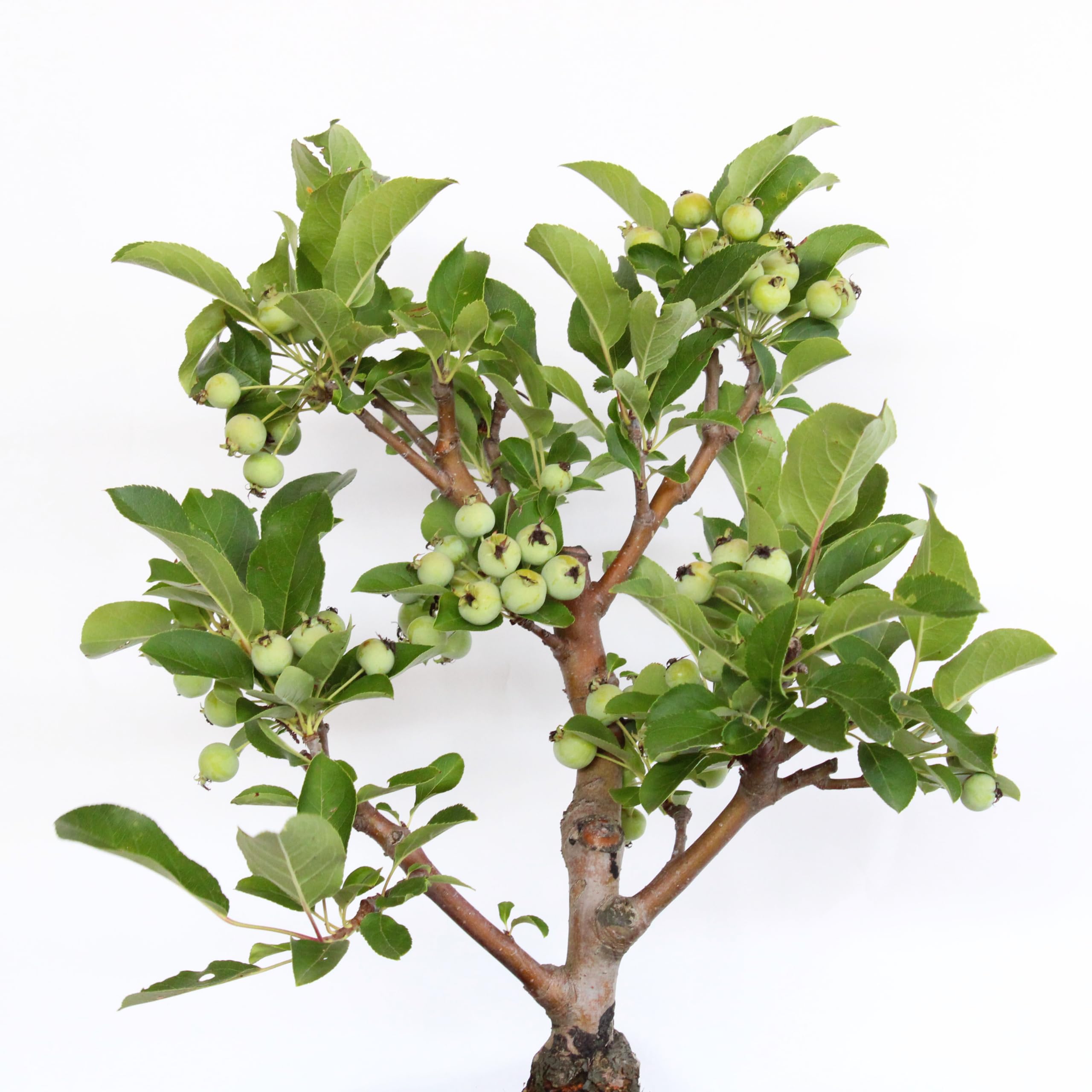KENTIS - Bonsai di Melo - Malus Sp. - Pianta Vera da Frutto da Esterno - Piante da Giardino Balcone Terrazzo - H 40/45 cm Vaso in Ceramica 26 cm