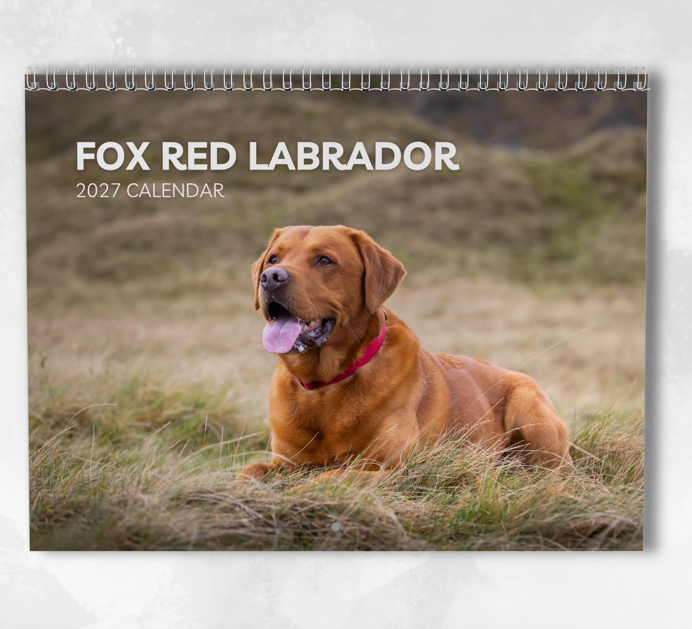 Fox Red Labrador Calendar 2027: Monthly Wall Calendar with Notes, Hanging A3 Size, Includes key dates & holidays