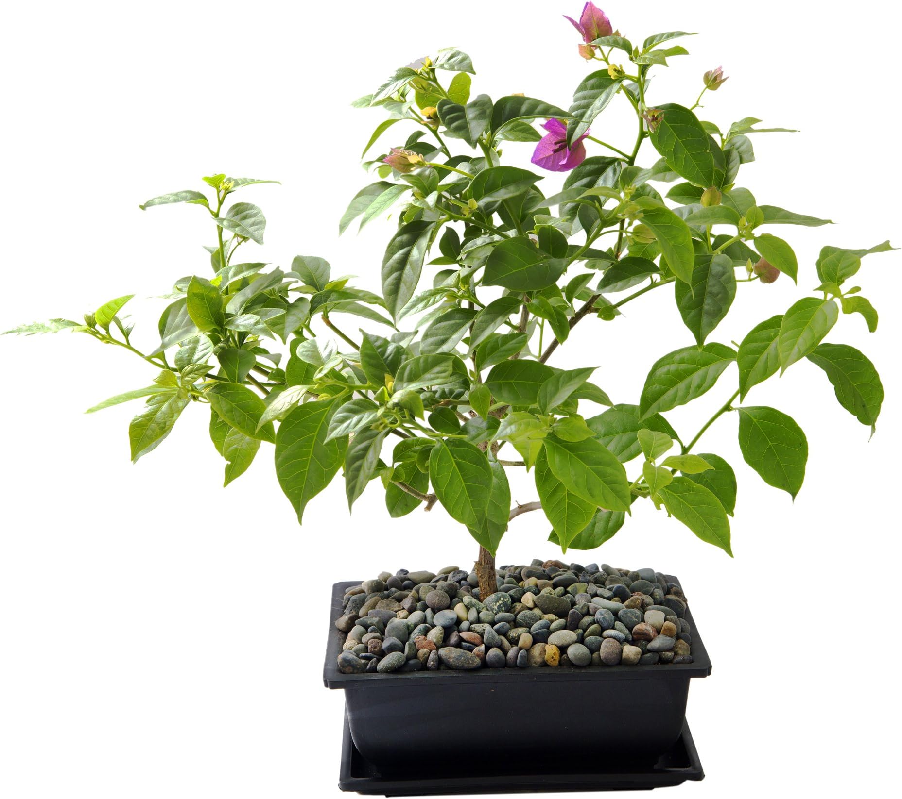 KaBloom Bougainvillea Bonsai Tree in a 5x7-Inch Black Bonsai Pot with Accenting Rock Pebbles - Indoor & Outdoor Bonsai Plant