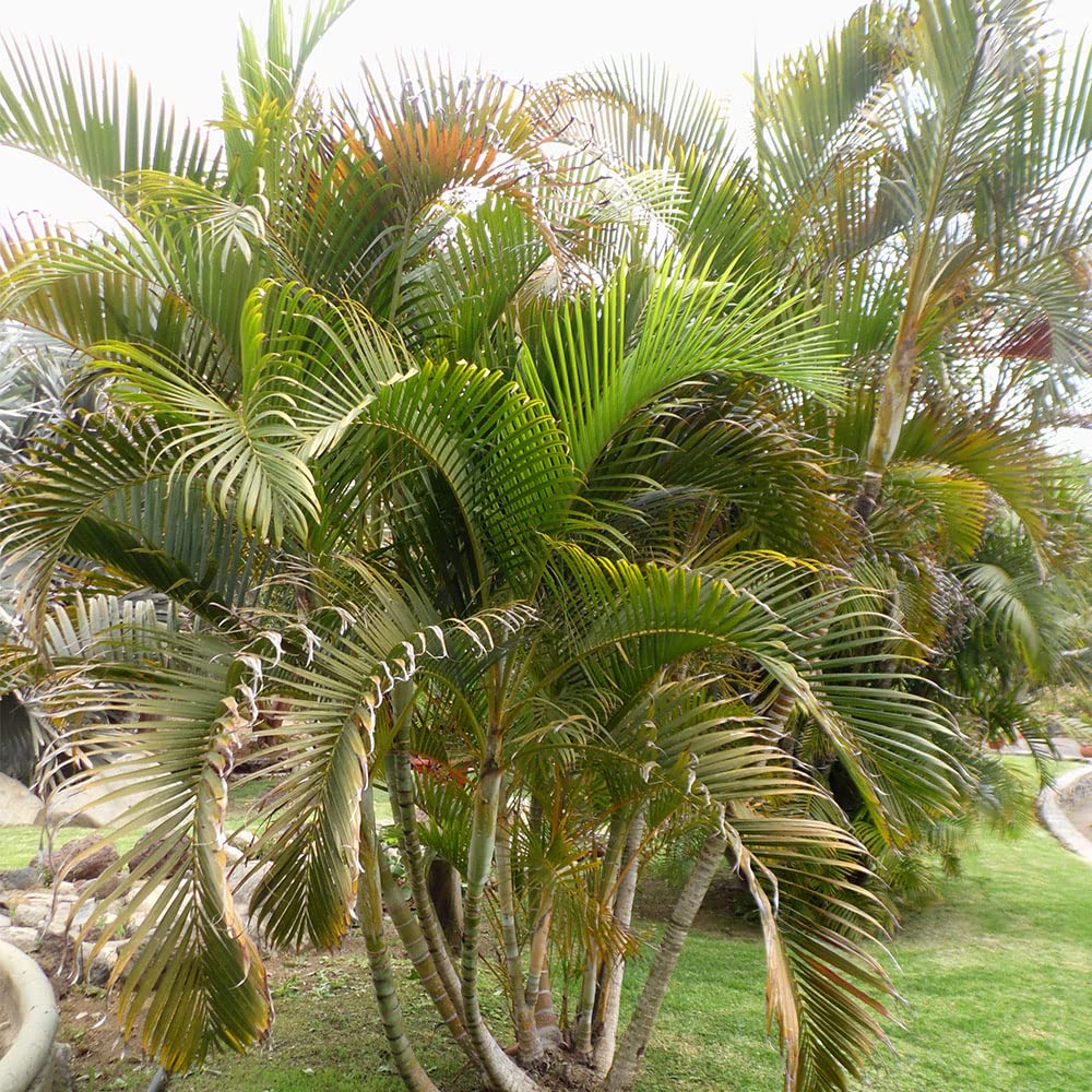 Erica palm seeds, Plants seeds of Erica palm (55 seeds) (B0CL3FP7RH) Amazon Price History, Amazon Price Tracker