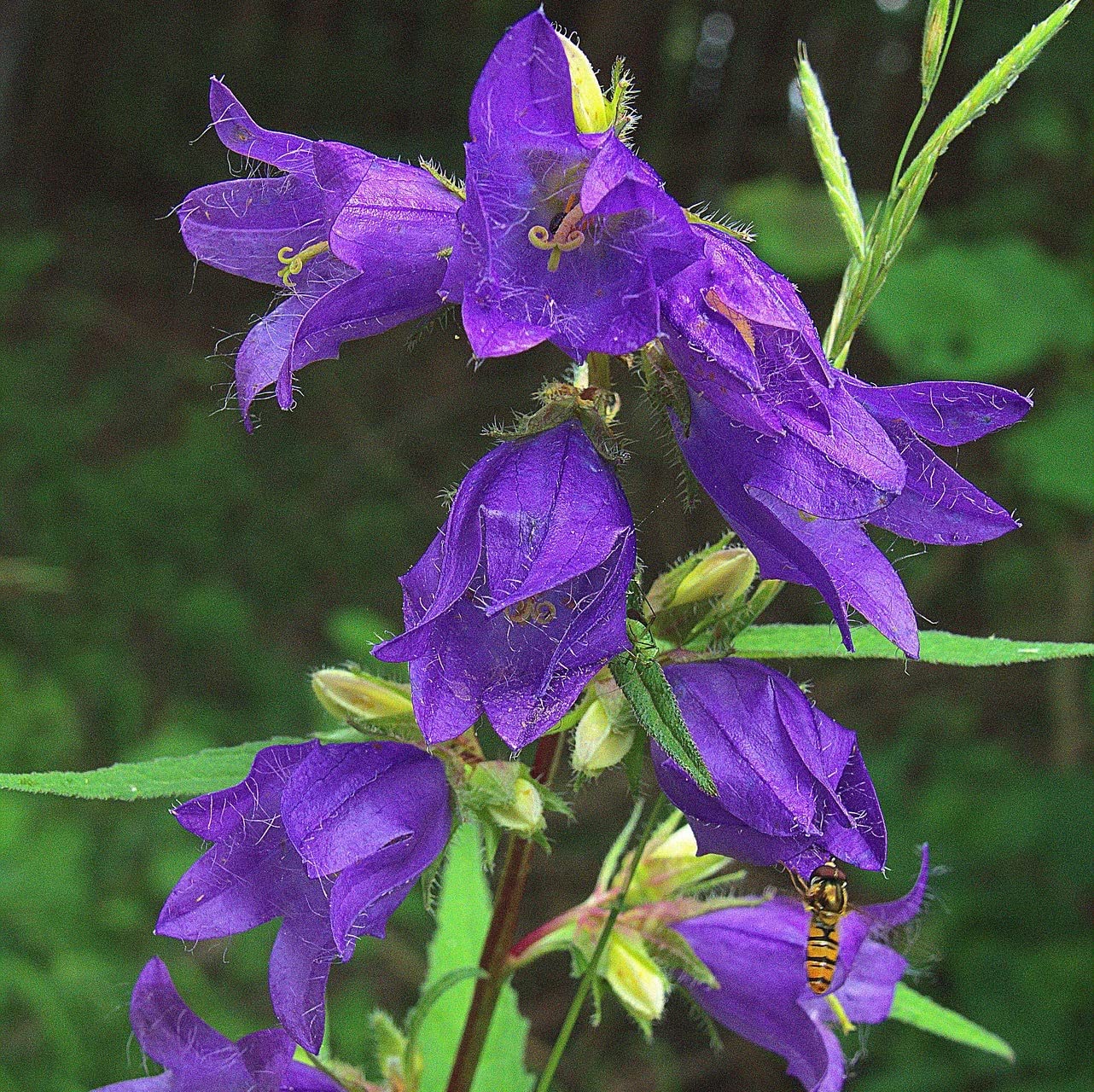 12 unità Campanula Latifolia 'Macrantha' - Campanula a Foglia Larga Vaso 9x9cm ±1 m² - Fiori Blu e Foglie Ampie, Perfetto per Giardini e Bordure