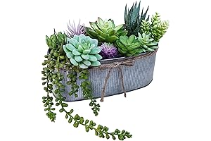 Winlyn Evergreen Succulent Arrangement