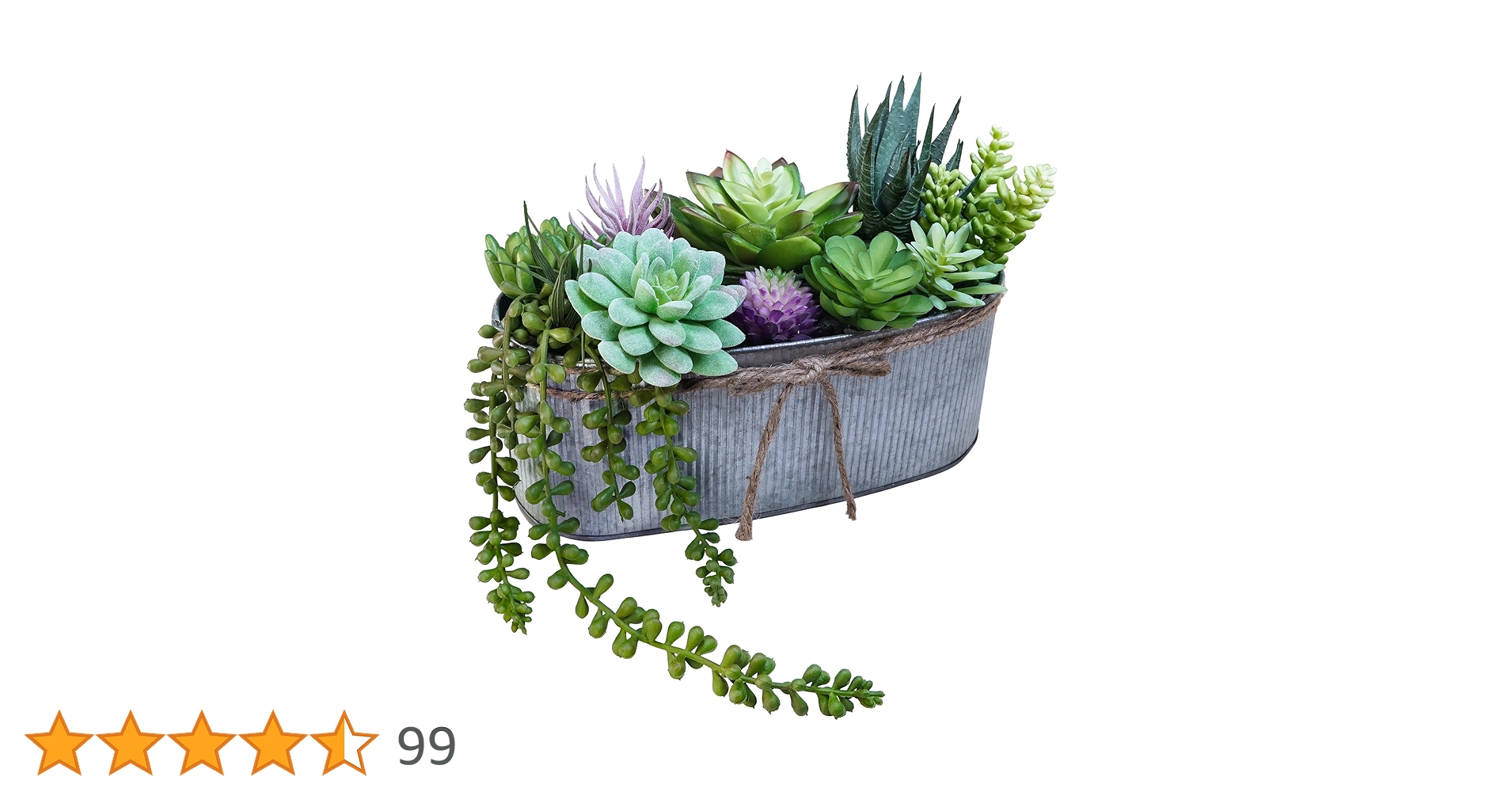 M✧succulent ·͜· ︎︎ᕷ Winlyn 10