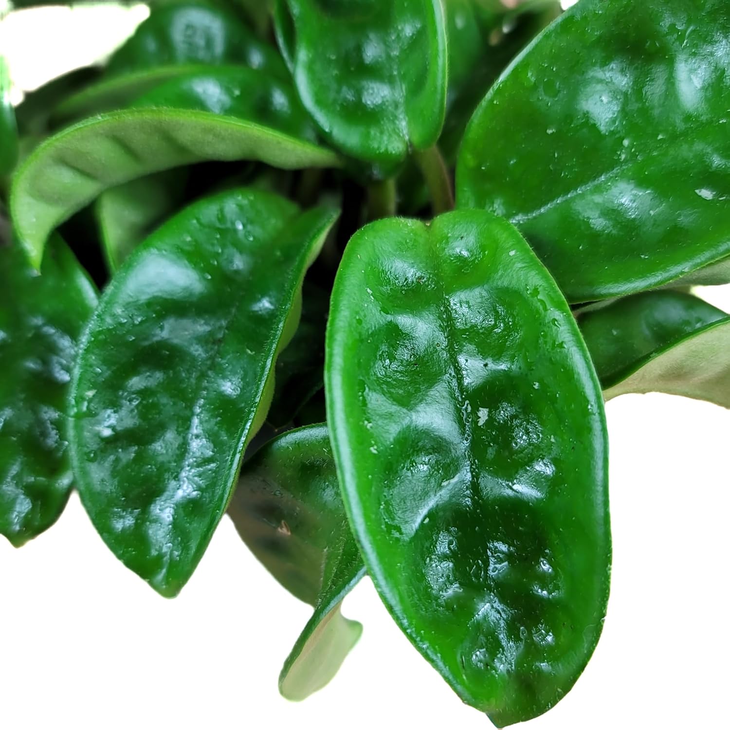 Hoya Krinkle 8 Live Hoya Plant Pink Flowers with Chocolate Smells Available in 2", 4", and 6" Pot (6" Hanging Pot)