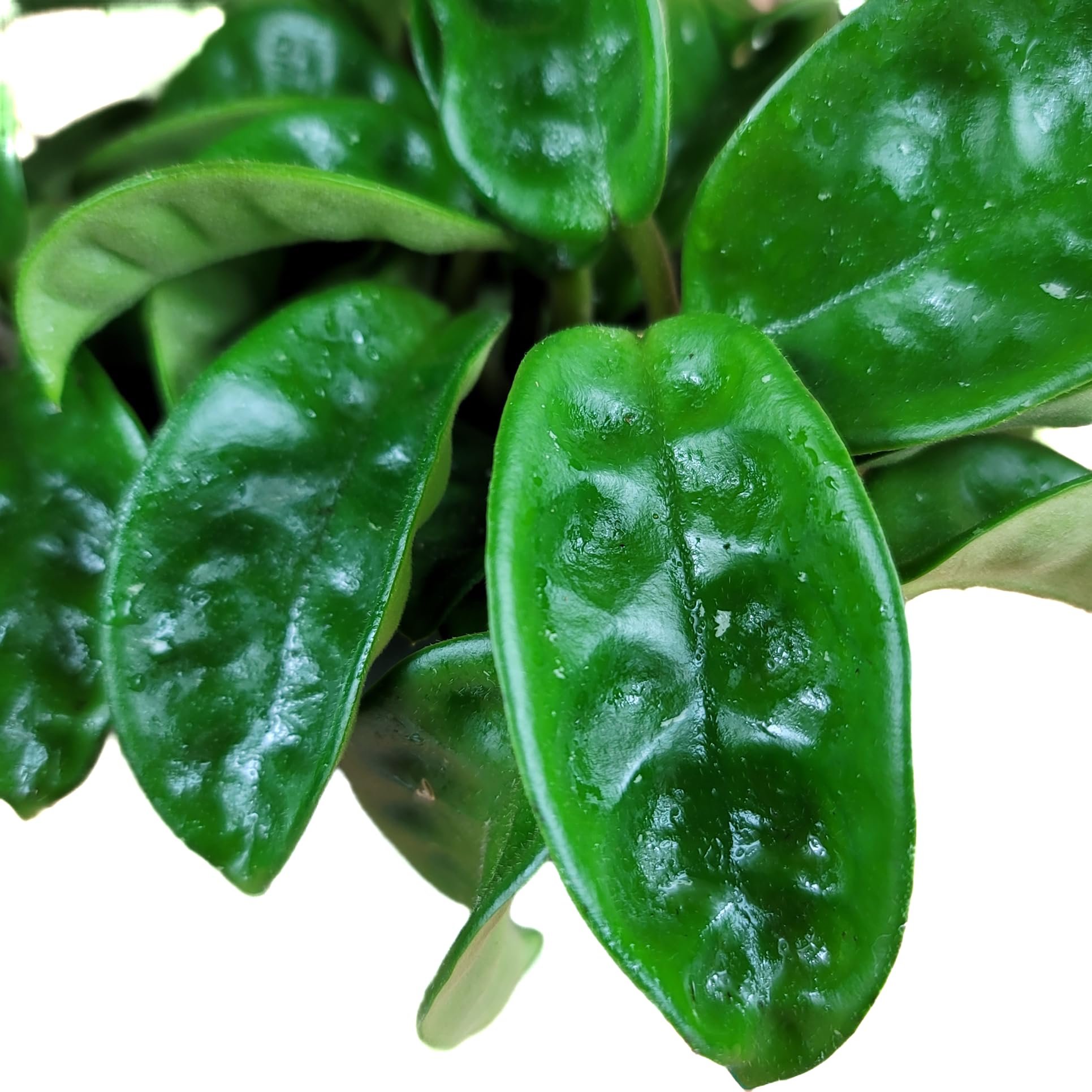 Hoya Krinkle 8 Live Hoya Plant