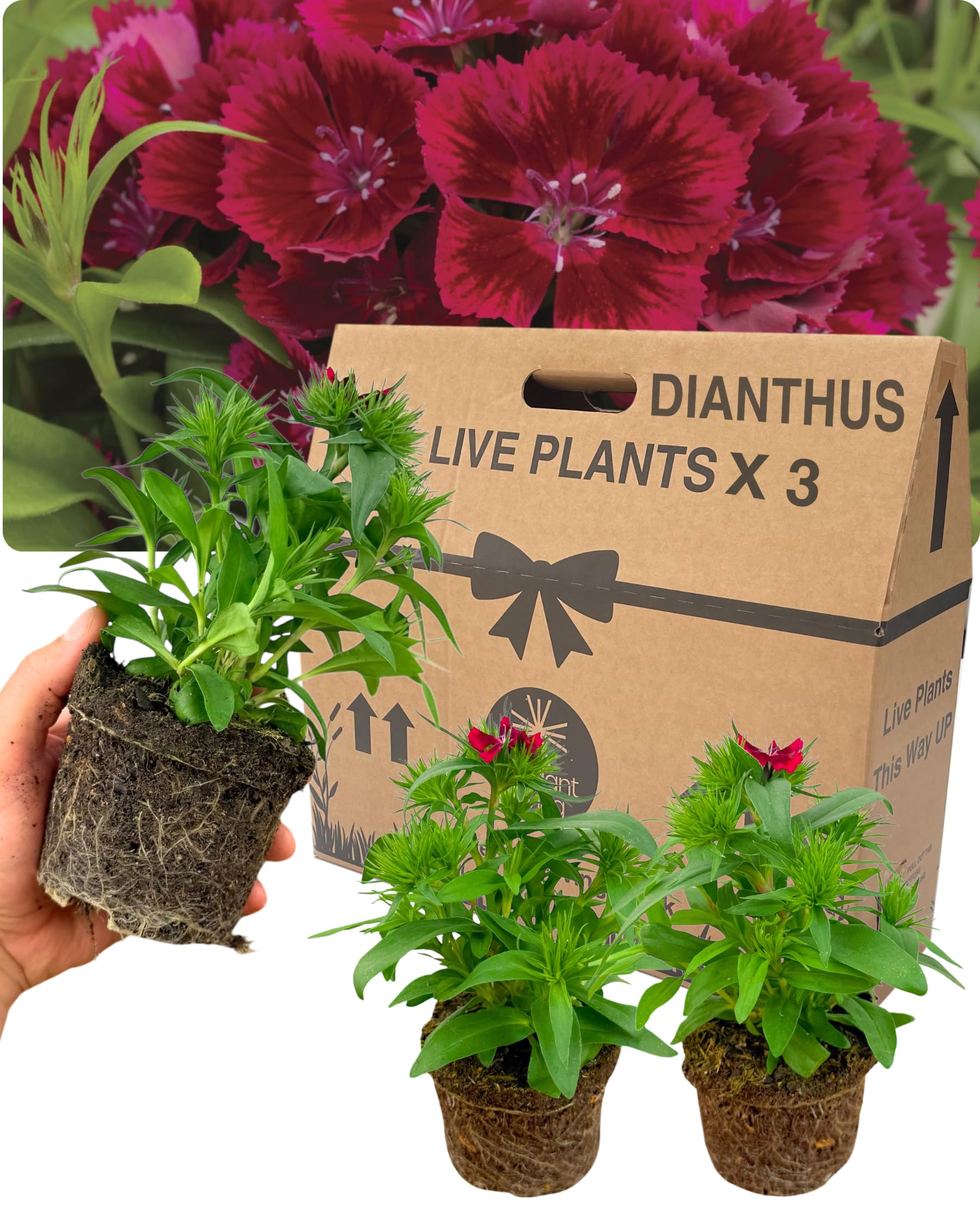 Verdant Living Sweet William Dianthus Diabunda Flowers - Set of 3X Large & Well Established 10.5cm Rootballs. UK Grown, Delivered Fresh & Garden Ready. Compact & Attractive Bicoloured Blooms. Red