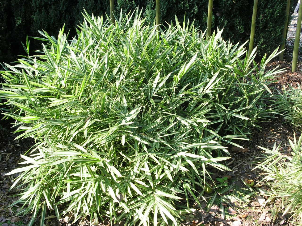Stauden Gnge 3 x Pleioblastus 'Variegatus' im 1 Liter Topf (Bambus /Ziergras/Grser/Winterhart/Mehrjhrig/Bodendecker/Immergrn) Bunter  Zwergbambus - Gestreifter Bambus fr elegante Akzente : Amazon.de: Garten