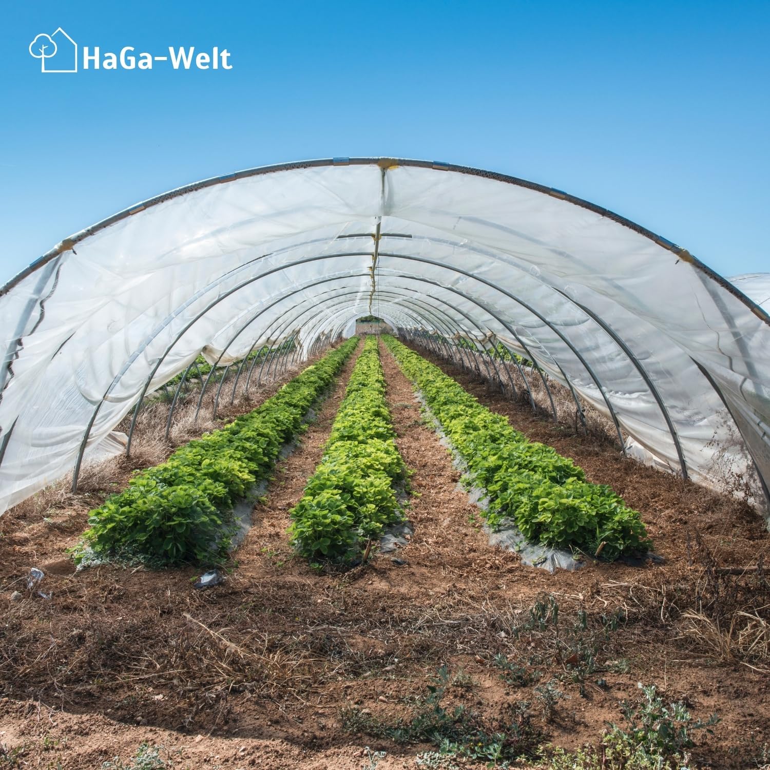 HaGa UV2 Gewächshausfolie 8m x 5m transparente PE Folie - als Folientunnel, Gewächshaus, Tomatenhaus | Witterungsbeständig | UV-beständig