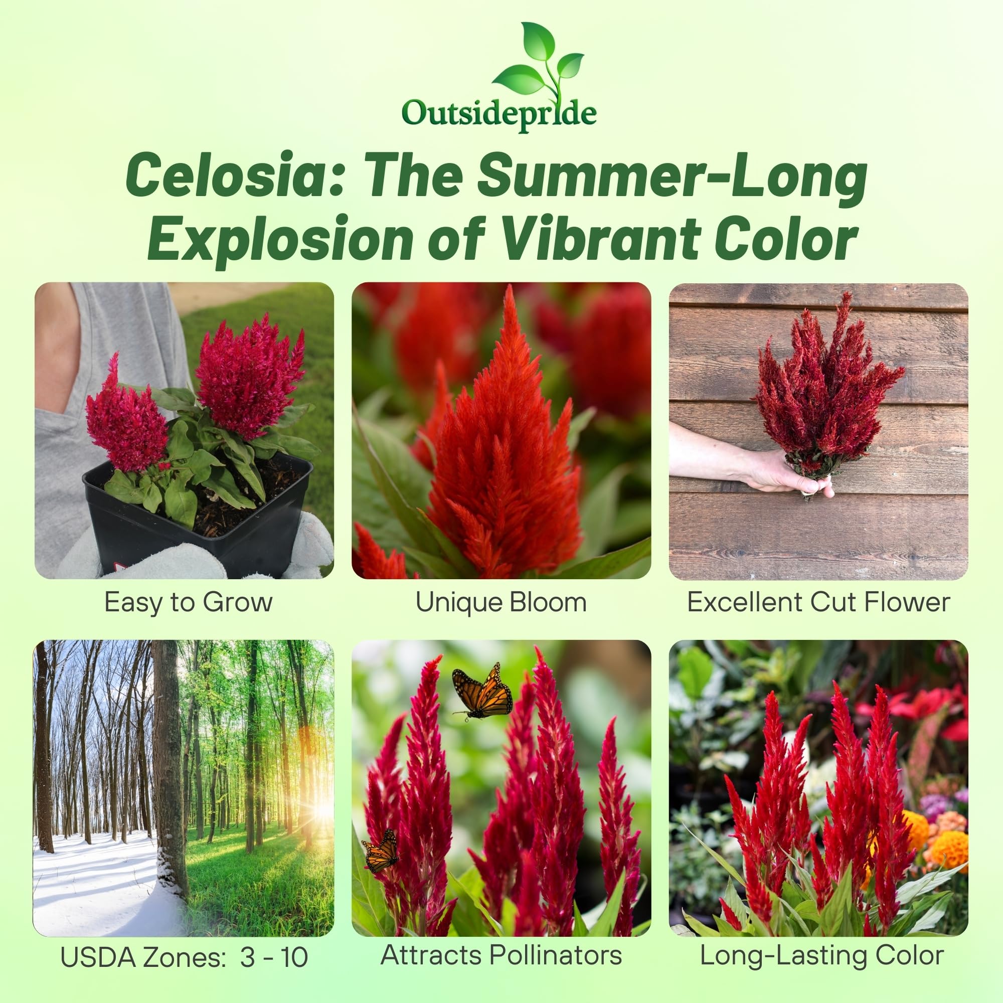 Öffen pointed-CELOSIA / BLACK 61-SAHRG17L._UF350,350_QL80_.jpg