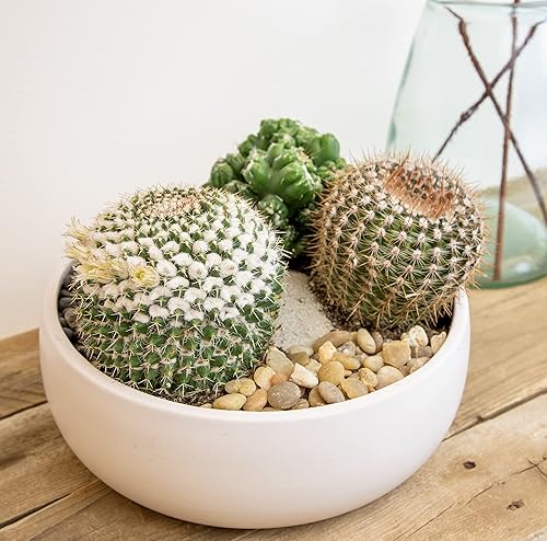 Miniatura 12 de Altman Plants, Surtido de plantas de cactus vivas (6 unidades), plantas suculentas vivas, decoración de cactus vivos, plantas de interior, plantas