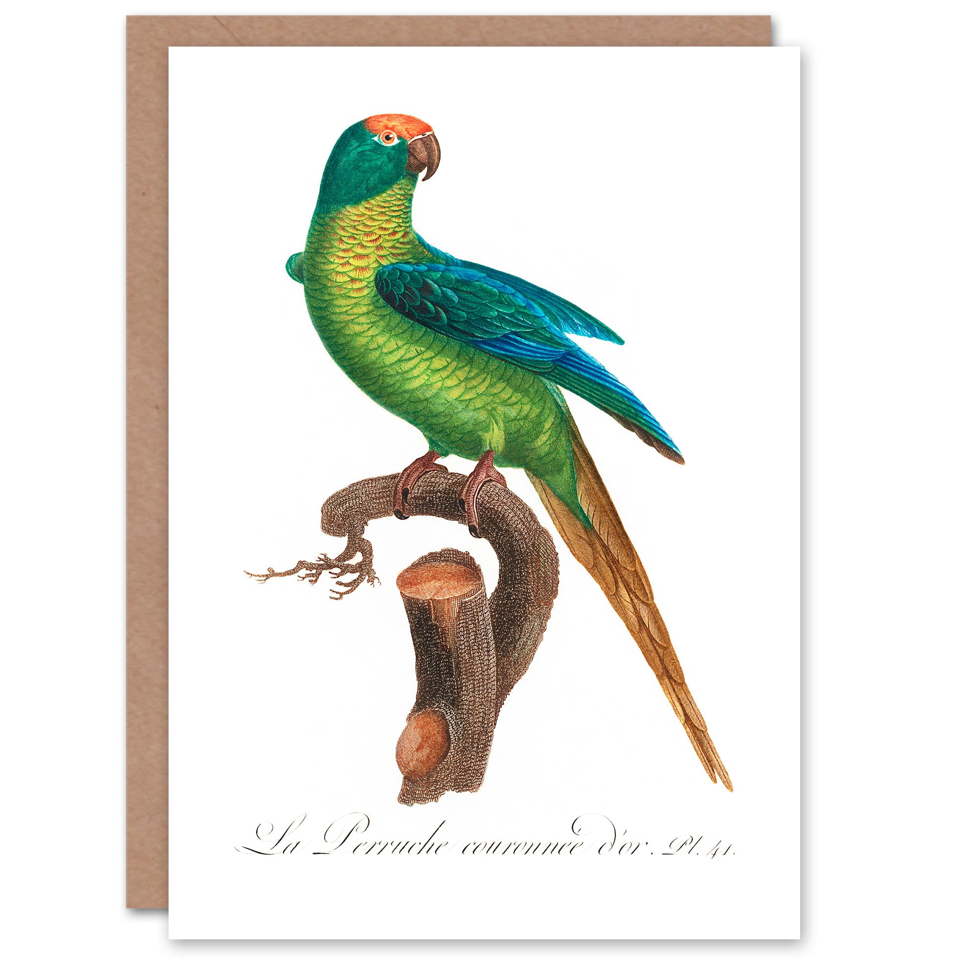 Artery8 Francois Levaillant Art Card The Peach Fronted Parakeet