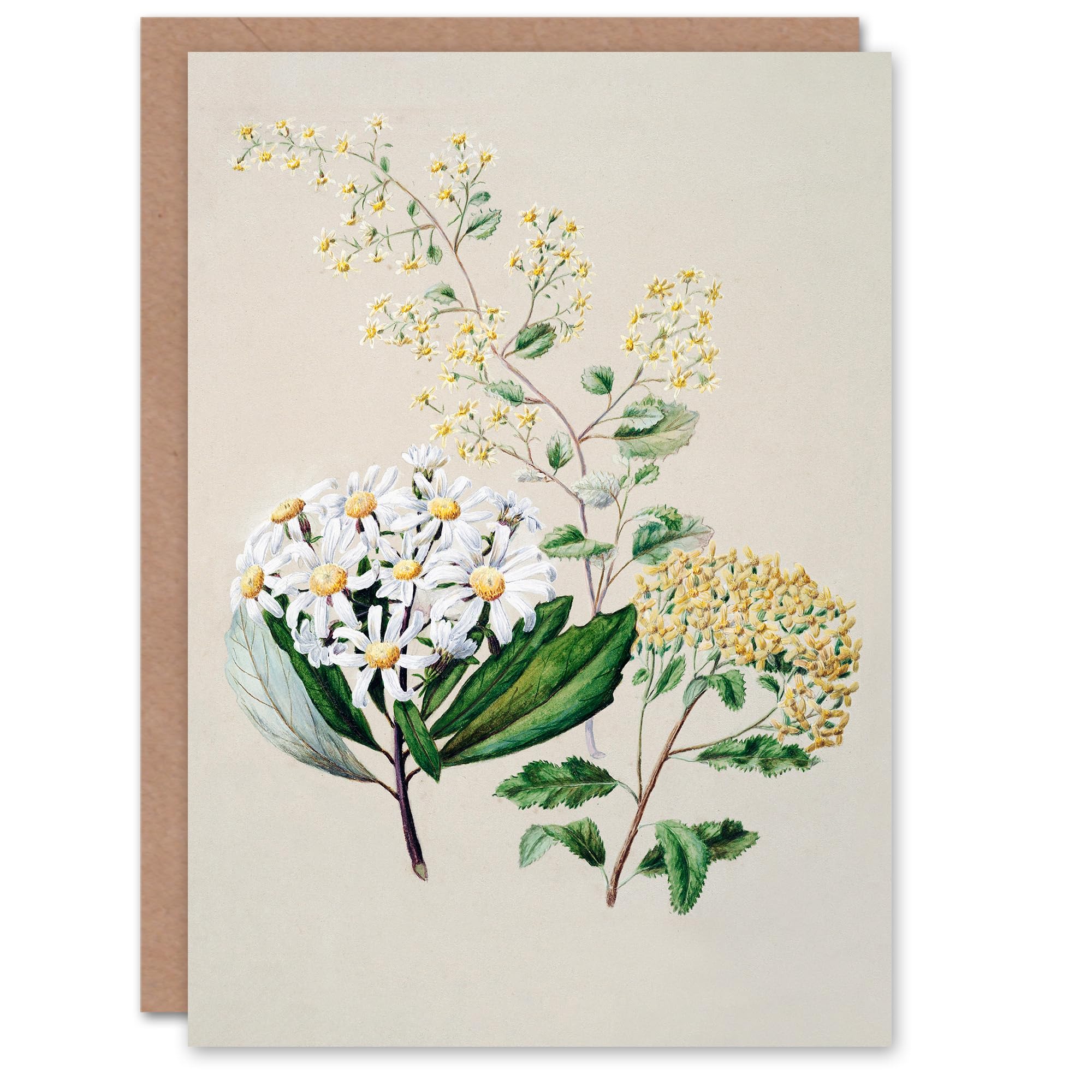 Artery8 Sarah Featon Art Card New Zealand Three Senecio Flower Species