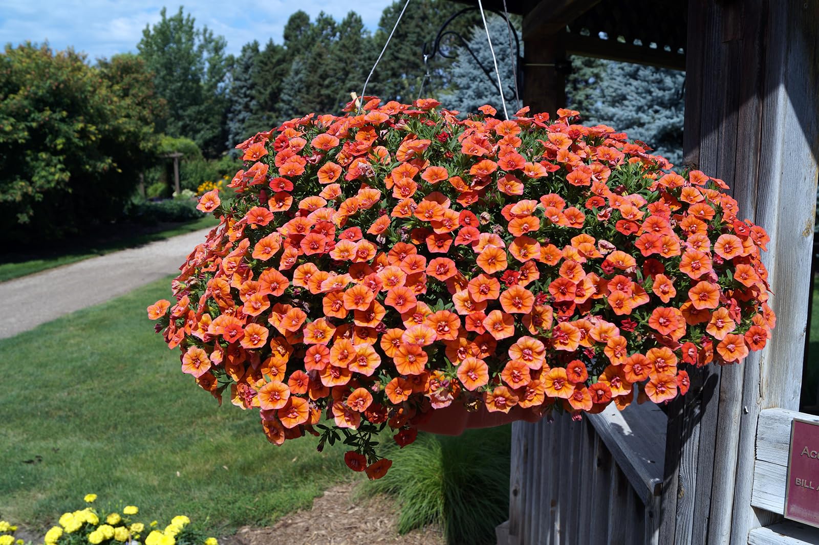 See full amazon price history chart for NooElec Seeds India 35+ Seeds- Orange Million Bells Double Flower Seeds Pack NooElec Seeds India 35+ Seeds- Orange Million Bells Double Flower Seeds Pack (B0CJ3H4PGM) Amazon Price History, Amazon Price Tracker